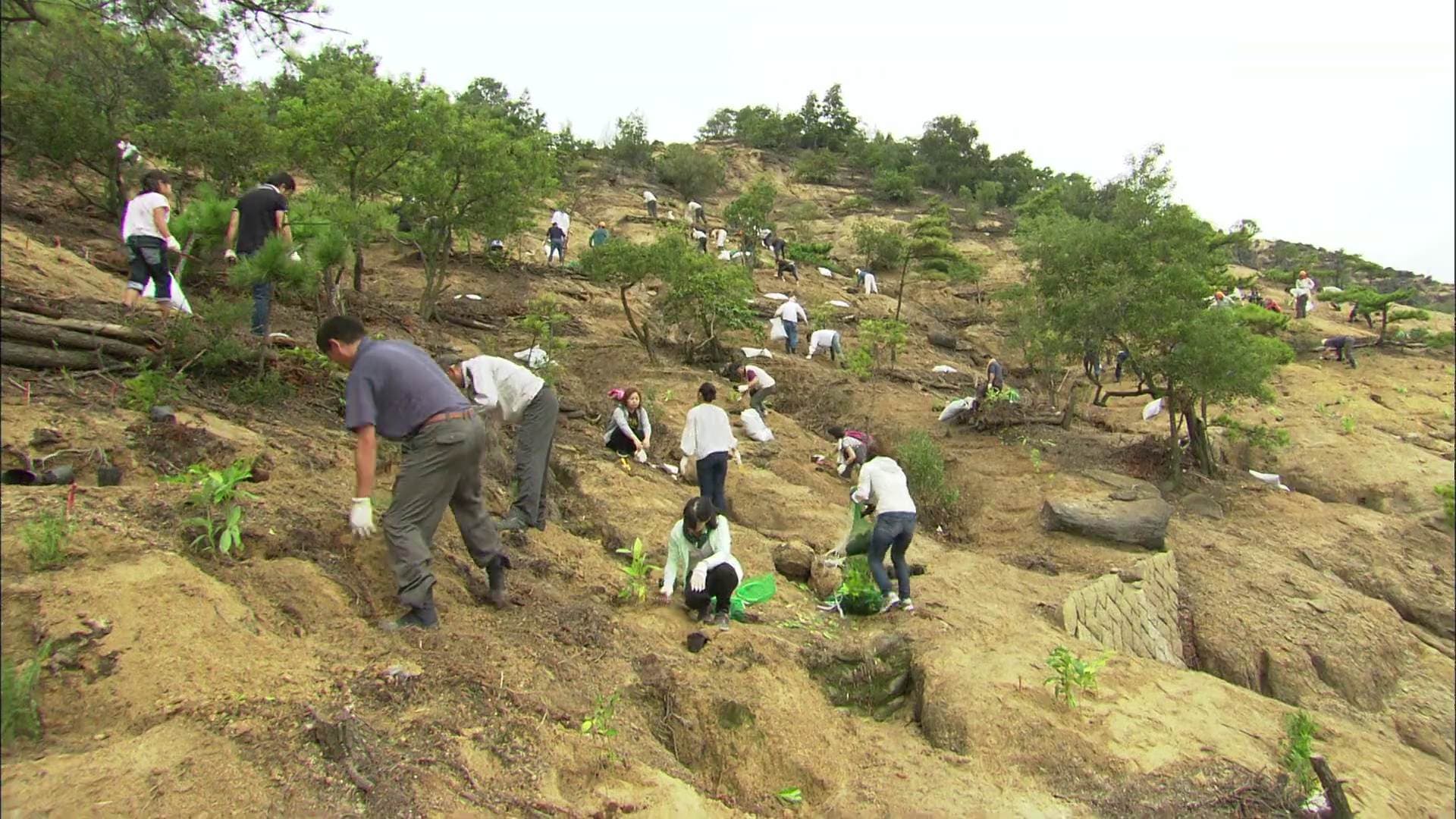 La forêt au nord de Naoshima, replantée arbre par arbre