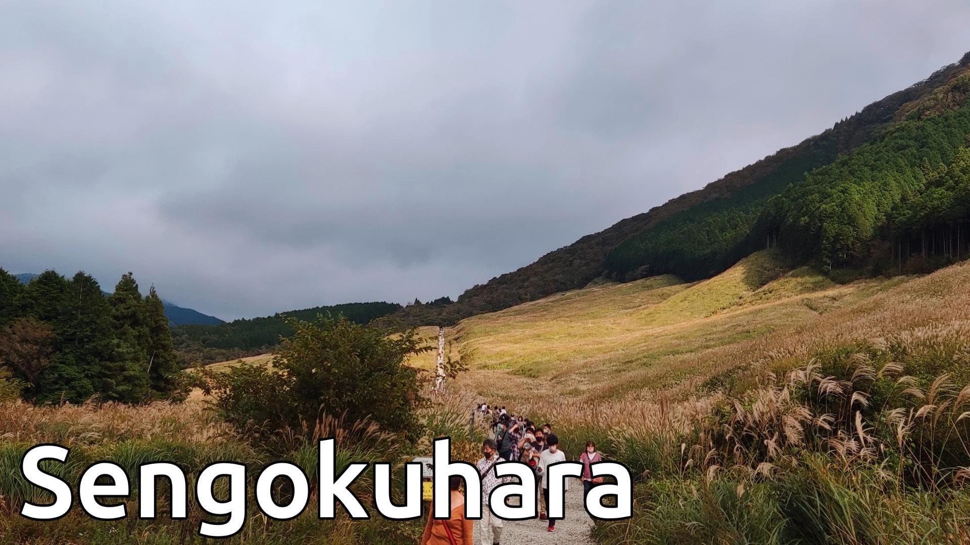 Hakone, Champs de susuki de Sengokuhara